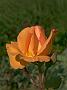 Rosa Doris Tystermann